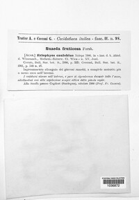 Image Associated With the Occurence